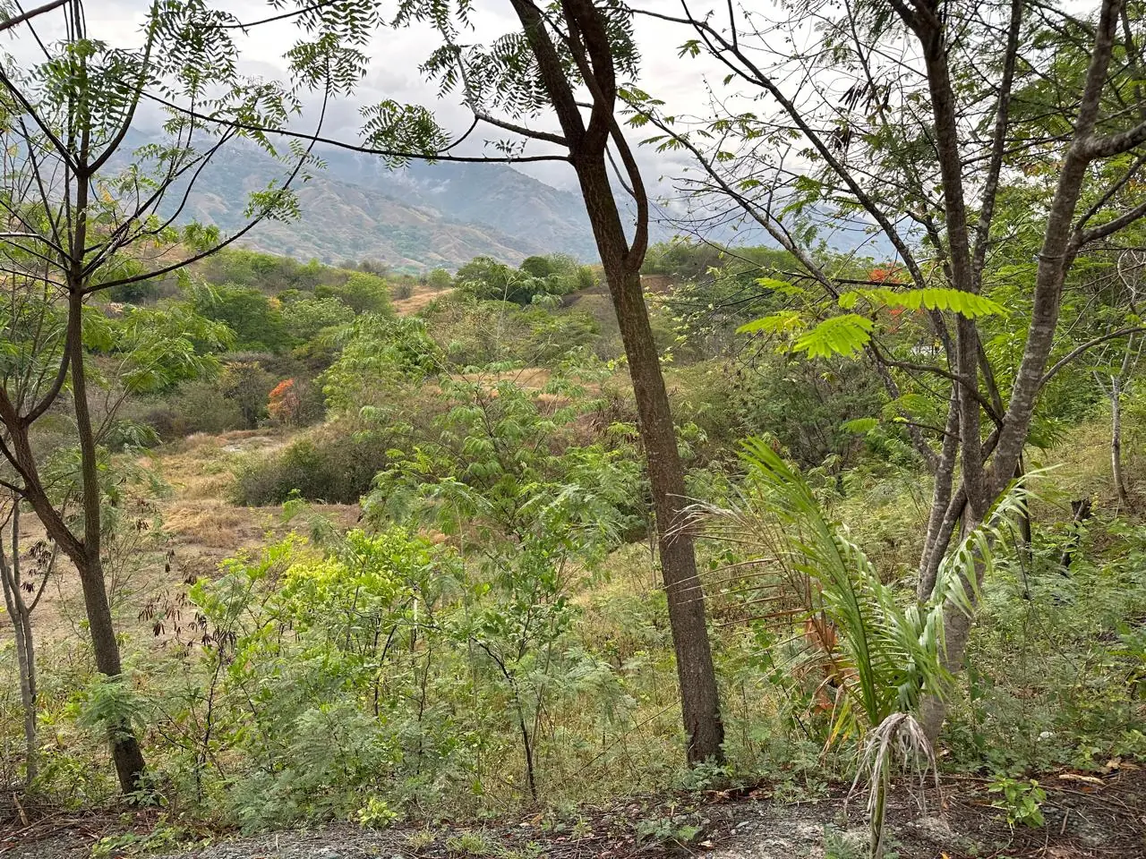 Arboleda del lote con vista abierta hacia los cerros